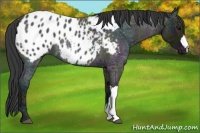 Horse Color:Midnight Blue Ice Roan Appaloosa 
