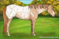 Horse Color:Gold Champagne Appaloosa 
