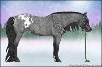 Horse Color:Blue Roan Appaloosa