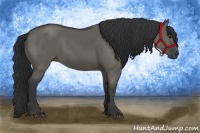 Horse Color:Grullo