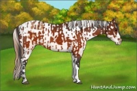 Horse Color:Brown Varnish  and Buckskin Varnish 