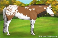 Horse Color:Bay Sabino Splash Appaloosa 
