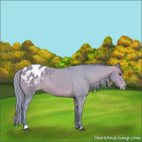 Horse Color:Watercolor Bay Sabino Appaloosa 
