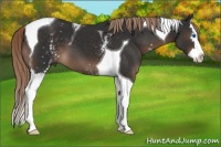 Horse Color:White Spotted Liver Chestnut Splash Tobiano