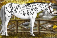 Horse Color:Black Splash Appaloosa 