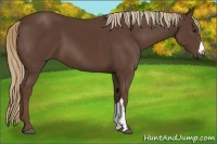 Horse Color:Liver Chestnut 