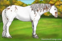 Horse Color:Silver Bay Splash Appaloosa 