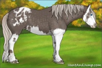 Horse Color:Silver Black Splash Appaloosa