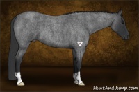 Horse Color:Blue Roan 