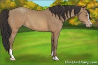 Horse Color:Sable Champagne Sabino 