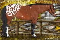 Horse Color:Bay Appaloosa 