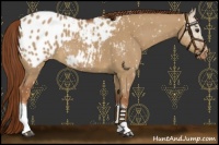 Horse Color:Red Dun Roan Appaloosa 