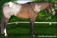 Horse Color:Buckskin Snowflake Varnish 
