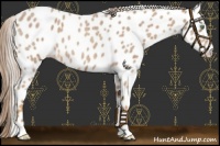 Horse Color:Palomino Roan Near Leopard 