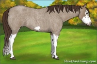 Horse Color:Liver Red Dun Roan Splash Frame Rabicano