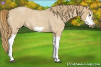 Horse Color:Red Dun Roan Splash Frame Rabicano