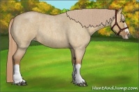 Horse Color:Red Dun Roan Splash Frame Rabicano 