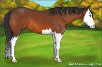 Horse Color:Bay Sabino Splash 
