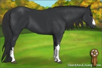 Horse Color:Black  and Black 