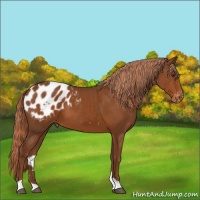 Horse Color:Chestnut Appaloosa