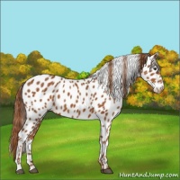 Horse Color:Chestnut Appaloosa