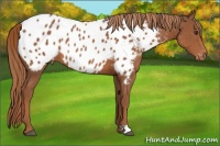 Horse Color:Chestnut Appaloosa