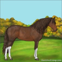 Horse Color:Liver Chestnut 