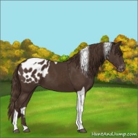 Horse Color:Liver Chestnut Tobiano Appaloosa