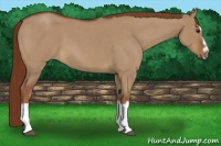 Horse Color:Red Dun Roan Splash Frame Rabicano 