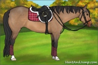 Horse Color:Bay Dun 