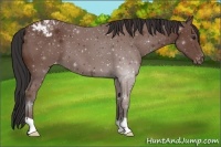 Horse Color:Bay Appaloosa