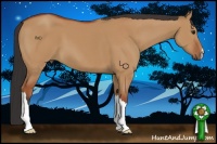 Horse Color:Bay Dun 
