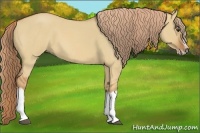 Horse Color:Red Dun Roan Splash Frame Rabicano 