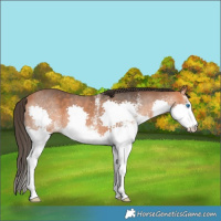 Horse Color:White Spotted Bay Splash Rabicano