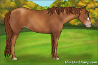 Horse Color:Gray Gold Champagne