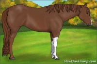 Horse Color:Chestnut 