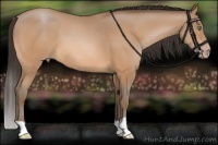 Horse Color:Sable Champagne