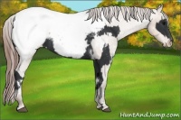 Horse Color:White Spotted Black Appaloosa  and White Spotted Amber Champagne Appaloosa 