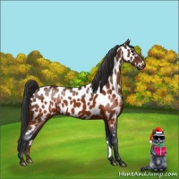 Horse Color:Brown Appaloosa