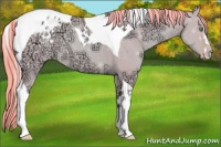 Horse Color:Watercolor Gold Champagne Ice Dun Sabino Splash Tobiano Appaloosa Rabicano