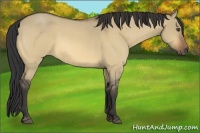 Horse Color:Buckskin Roan Dun 