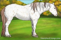 Horse Color:Amber Champagne Dun Appaloosa and Amber Champagne Dun Appaloosa