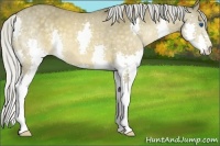 Horse Color:Silver Buckskin Splash
