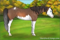Horse Color:Bay Roan Splash Appaloosa 