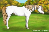 Horse Color:Chestnut Ice Near Fewspot 