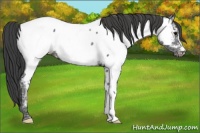 Horse Color:Black Ice Appaloosa 