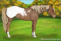 Horse Color:Red Roan Appaloosa 