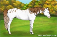 Horse Color:Red Ice Roan Splash Appaloosa 