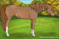 Horse Color:Red Roan 