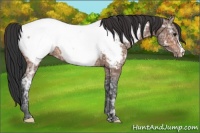 Horse Color:Bay Ice Appaloosa 